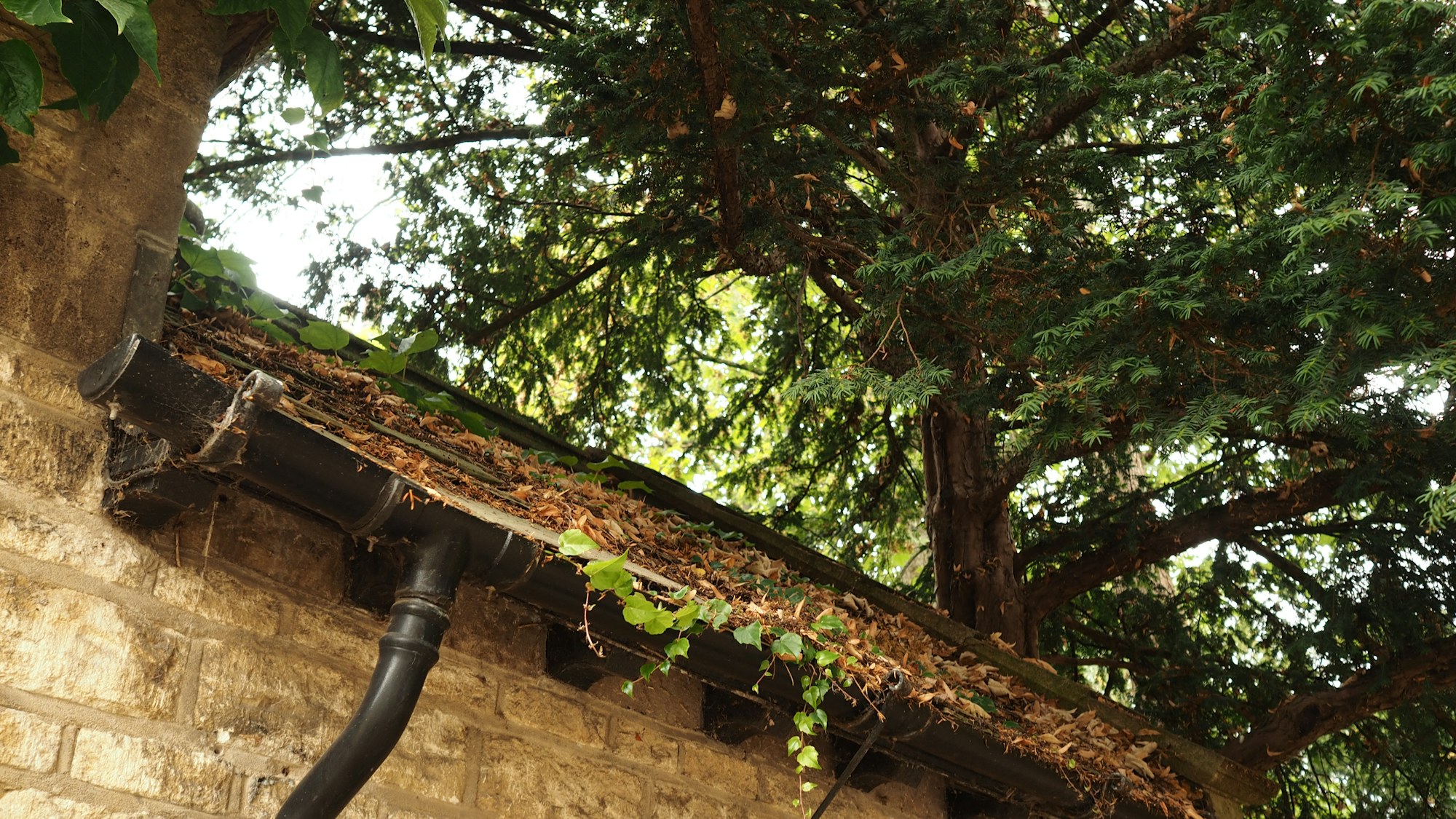 Best Gutter Guard Brands for Homes in the Pacific Northwest