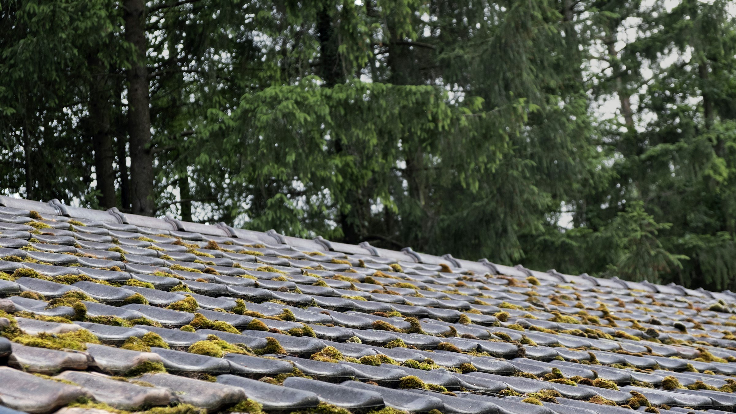 How to Get Rid of Mold on Your Roof: The Ultimate Guide for Portland Metro and Vancouver Homeowners